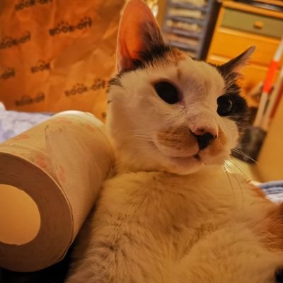 愛知の片隅に猫と一緒に生息しています( *´︶`*) 無言フォロー失礼します💦 出会い系LINE等のお誘いお断り。病でインドア派ヒッキー最近はもっぱらFGOやってます。推しはゴッホちゃん初めとしたQuick鯖💕よろしくお願いします (*'▽'*)♪ #猫 #FGO #動物※薬の副作用でたまに1日以上消えます。