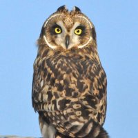 Lefty Observer (@leftyobserver) 's Twitter Profile