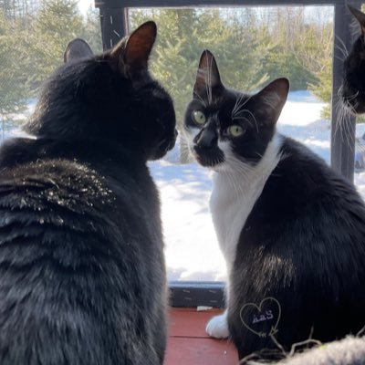 FireyBalance's profile picture. Maine has been sold to China and is in dire need for an Anti Woke Government. #Vacationland has become #Commieland. The Woke are no longer welcome! ❌