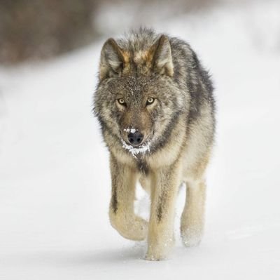 gabbas83515's profile picture. OpenTechWolf #NoanFam
https://t.co/ckSk6w6Gks
Referral Code: FL3SJFF4