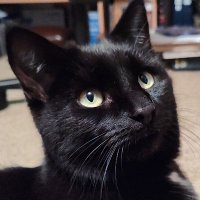 Ask Litha (@ask_litha) Twitter profile photo