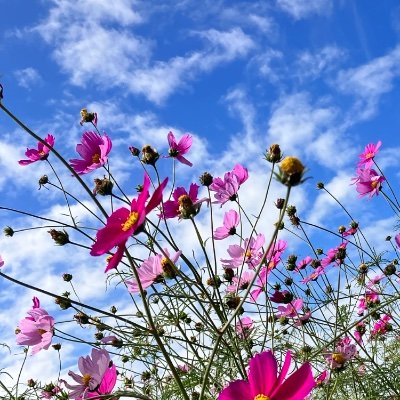 結婚生活のほとんどが嘘と裏切りでできてました。子どもつれて別居→離婚！こどもたちと新しい生活はじめました。21トリソミーをもつ子がいます。 きょうだいも発達なんかあるかも、、と思う日々。無言フォロー失礼します。