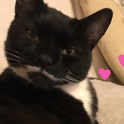 Hi! I'm Moustache. a rescue cat with a fab home! I runs the Original & Longest-running Twitter yoga class for cats & anipals- #Mogyog©! Is now in 10th year!😺