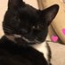 Moustache Cat (@mrmoustachecat) Twitter profile photo Moustache Cat (@mrmoustachecat) Twitter profile photo