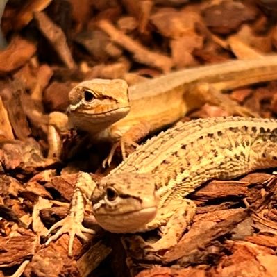 生駒山出身の生駒カナッテと                       大和川出身の大和川カナッチ                                               愛おしいカナヘビ2匹の観察日記