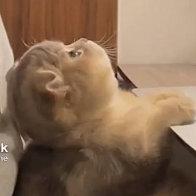 cheonsagabby's profile picture. sometimes mia, sometimes noisy, always silly ✨