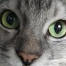 on2taro1's profile picture. ✽生きていく上で必要な栄養素の中に『ゴマフアザラシ』が追加されました。男鹿水族館GAO推し✽  🙋ここで書かれている動物たちの会話は全て妄想です 大喜利だと思ってご覧ください(*´ω`*)