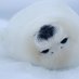 seal (@4rygoc0vjewjtpl) Twitter profile photo seal (@4rygoc0vjewjtpl) Twitter profile photo