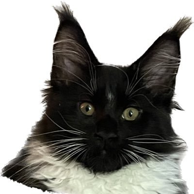 mitch_touart's profile picture. 