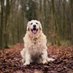 theDogLovers (@thedogglovers) Twitter profile photo theDogLovers (@thedogglovers) Twitter profile photo