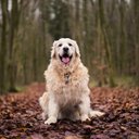 theDogLovers's avatar