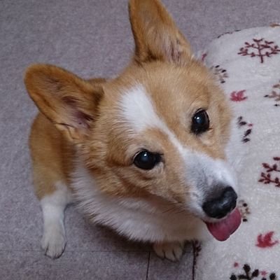 Corgi5656 Profile Picture