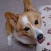 こーぎーゴロゴロ🏴☠️@宝鐘海賊団犬担当 (@corgi5656) Twitter profile photo こーぎーゴロゴロ🏴☠️@宝鐘海賊団犬担当 (@corgi5656) Twitter profile photo