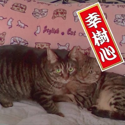 元野良(８歳・きら)と元保護猫(推定５歳・りんね)の２匹🐱。
🐱の多頭飼い初心者。(🐰はお月様🌙)
昔ポメ飼ってたので🐶も好きです。
ゆるゆる気分屋バンギャ。