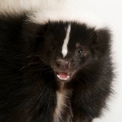 I’m just a skoonk in a skunk world.