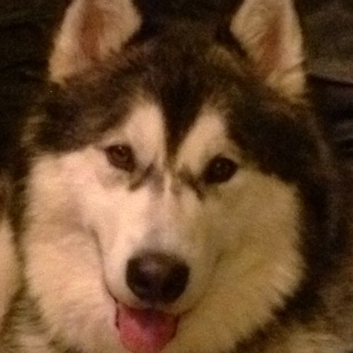 evertonsusan's profile picture. 