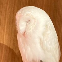 斑鳩 (@halsa_ikalga) 's Twitter Profile
