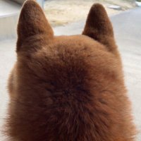 柴犬の後頭部喫い界隈 (@d9teu) 's Twitter Profile
