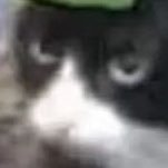 gwhwhwkwlwow's profile picture. .