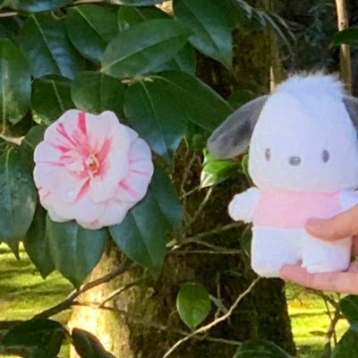 せんべいさんのプロフィール画像
