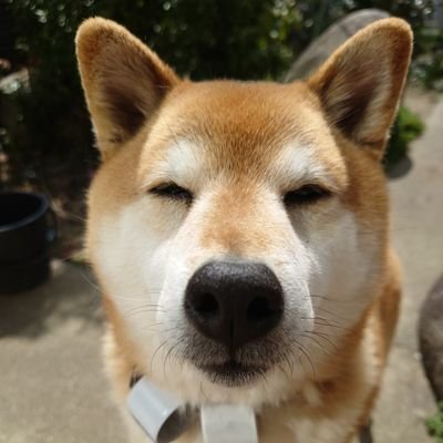 goslove55555's profile picture. ゴスペラーズ応援アカです！ゴスマニさんよろしくお願いします。箱推しです🌿ハモ騒動から一気に大好きになりました😊
ゴスマニさんお気軽に絡んでください😄
ただ人見知りなので、現地では遠慮させていただきます😅コソっといます😊柴犬（名前はゴロー）飼っています🐾あぶない刑事にハマってます🔫😎🏃😎