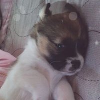 hato🕊🍀✨ (@hato_kensyou_01) Twitter profile photo