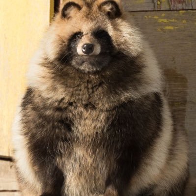 82loveless's profile picture. 貍貍