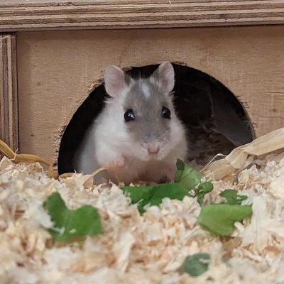 he/him | 2 months old campbell dwarf hamster | owners: @schnellzugkatze @vioviomate