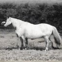 Lauren Jackson - @LaurenJack84425 - Twitter