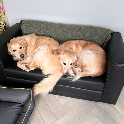 Duncan515L's profile picture. Celtic oasis and dugs 🍀🐶🏴󠁧󠁢󠁳󠁣󠁴󠁿🇮🇪