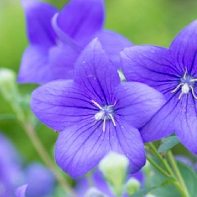 kurumipan_blue's profile picture. 