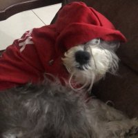 Lucas 🫠 (@lucasvannii) 's Twitter Profile