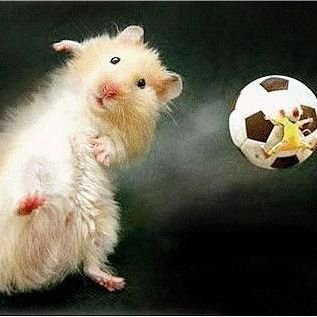 Hamster & Fußballcontent