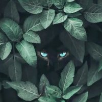 Dandir (@dandirxd) 's Twitter Profile