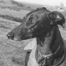 Dedicated to helping to find good homes for abandoned, abused or neglected greyhound and lurchers in the UK. Visit our website to see the dogs needing homes.