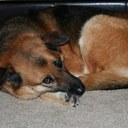 Sarah Brush - @Sarahbrush5117 - Twitter