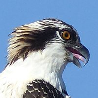 Ladyhawk's Lair (@ladyhawk_lh) 's Twitter Profile