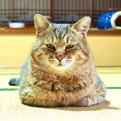 猫ッチョファミリー【元野良猫トラと保護猫ペグテトラッキーティピー