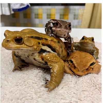 🐸あんりさんのプロフィール画像