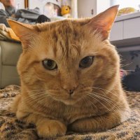 りゅうの初級将棋問題 (@syougibeginners) 's Twitter Profile Photo りゅうの初級将棋問題 (@syougibeginners) 's Twitter Profile Photo