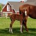 Sunny Crest Farm NYB Thoroughbreds (@NybFarm) Twitter profile photo