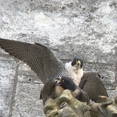 I’ve set up this Twitter account to share my love of Urban Peregrine Falcons.