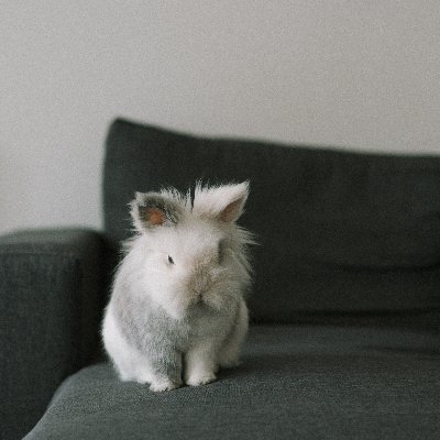 bunnylion_'s profile picture. all my fandoms all at once idc

✨