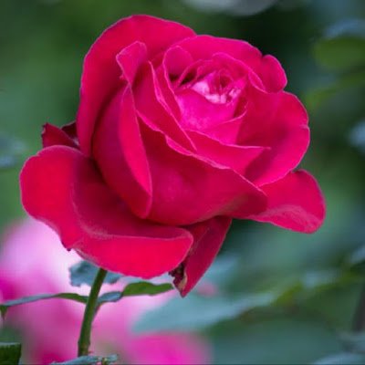 ManjarA57197959's profile picture. 