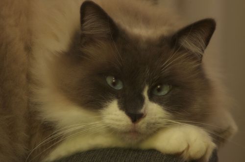 Paws4Pinot's profile picture. 