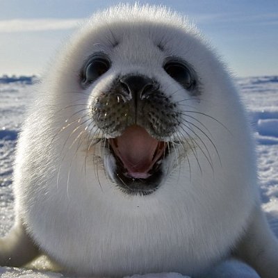 FIS1X's profile picture. Ah oui oui