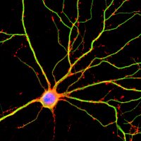 Tulika Malik (@tuli_neuron) 's Twitter Profile