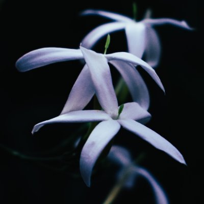 mynnucifera's profile picture. tori 🪷 main @toridas_ ✨  https://t.co/76VLW32ZYD 🇮🇳 @tori_das@mstdn.social 🐘