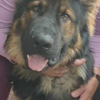 Helmuth Schäfer (@helmuthsch42761) 's Twitter Profile