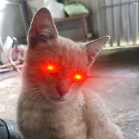 orlandovrgs (@ovargas977) 's Twitter Profile